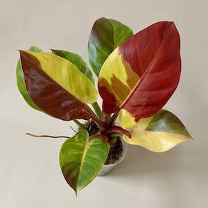 Zeldzame Philodendron Red Moon bonte stek, exotische verzamelplanten, aroidea met wortel, fytosanitair certificaat