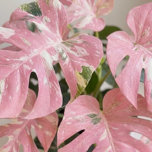 Könnte beinhalten: Nahaufnahme einer Monstera-Pflanze mit großen, rosa Blättern. Die Blätter haben einzigartige Fensterungen und sind mit weißen und grünen Flecken versehen. Die leuchtenden Farben und die markante Form der Pflanze machen sie zu einem auffälligen Dekorationselement.