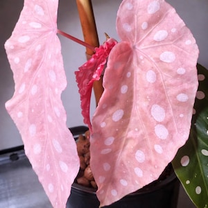 Rosa bunte Begonia Maculata Stecklinge, verwurzelte Starterpflanze, exotische Zimmerpflanzen (pflanzengesundheitliches Zertifikat)