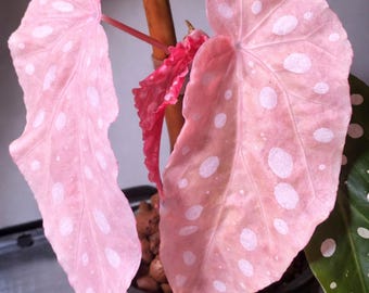 Mudas de Begônia Maculata Variegada Rosa, Planta Inicial Enraizada, Plantas Exóticas para Interior (Certificado Fitossanitário)