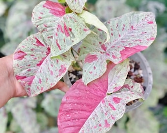 Muda de Syngonium Milk Confetti Variegata, Syngonium raro com pintas rosa, planta enraizada, planta tropical de interior.