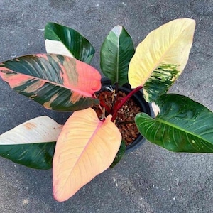 May include: A potted plant with large, colorful leaves. The leaves display a mix of pink, green, yellow, and white hues. The plant has a vibrant appearance, with a dark pot and red stems.