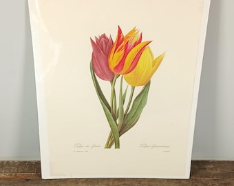 Flores de tulipán botánico TULIPA GESNERIANA Pierre Joseph Redoute Impresión #141 VTG.