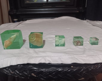 Seashell in Resin Block Set of 5 Pieces for Table or Wall Art