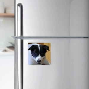 May include: A black and white dog with a serious expression looks directly at the camera. The dog is sitting on a wooden surface.