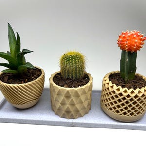 May include: Three small potted plants in different textured, beige ceramic pots. The plants are a green succulent, a cactus with orange flowers, and a green cactus. The pots are sitting on a white tray.