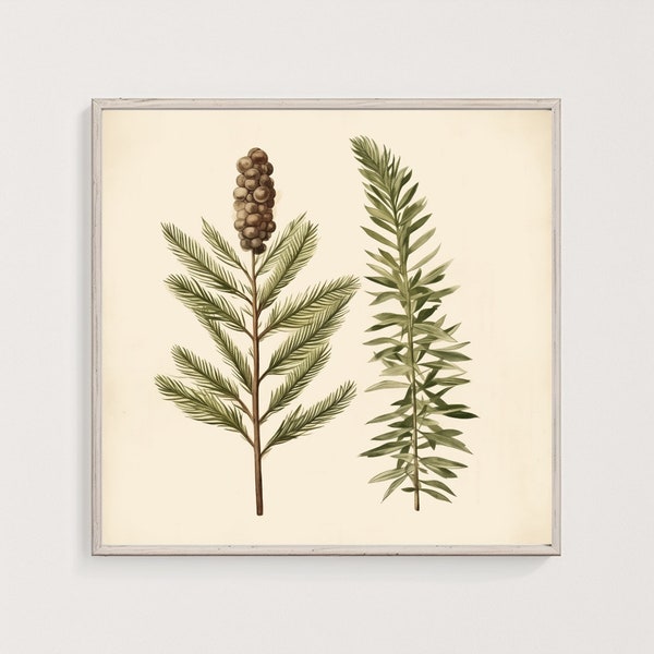 Vintage Fir Botanical Print | Conifer Digital Illustration Art | Rustic Evergreen Decor