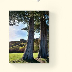 Majestic Coast Cypress Trees Forest Canvas Wall Art Strong Sunlit Sentinels Original Photo Vivid Green Pasture Metal Art Print Nature Decor