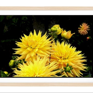 Vivid Gelb Floral Starburst Original Foto Natur Leinwand Wandkunst Vivid Metall Print Fröhliche Sunny Blumen Stillleben Fine Art Natur Decor