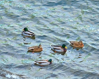 Mallard Ducks Fine Art Print, Wildlife Nature Decor