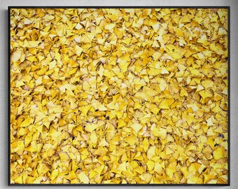 Könnte beinhalten: Gerahmter Druck mit einer dichten Ansammlung gelber Ginkgoblätter. Die Blätter in verschiedenen Gelbtönen erzeugen ein strukturiertes, natürliches Muster. Das Kunstwerk ist vor einem neutralen Hintergrund platziert, der die lebendigen Farben der Blätter hervorhebt.
