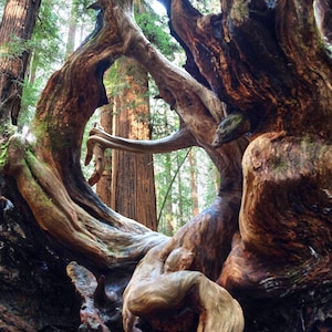 Op de afbeelding: Een grote, knoestige boomstam met een gedraaide, knobbelige vorm. De stam is bruin en grijs met een ruwe textuur. De boom wordt omringd door andere bomen, wat een natuurlijke, bosachtige omgeving creëert.