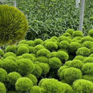 May include: A field of vibrant green, spherical dianthus flowers with dense, needle-like petals. The blossoms are tightly packed together, creating a textured, uniform carpet of bright lime and emerald green hues across the entire frame.