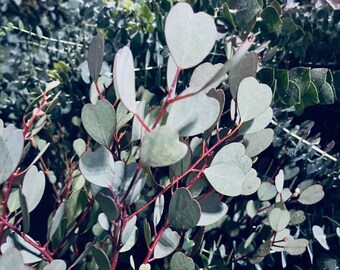 Eucalyptus Mallee Plant Live, Healthy Starter Plug Ready to Plant | A Beautiful Ornamental Tree