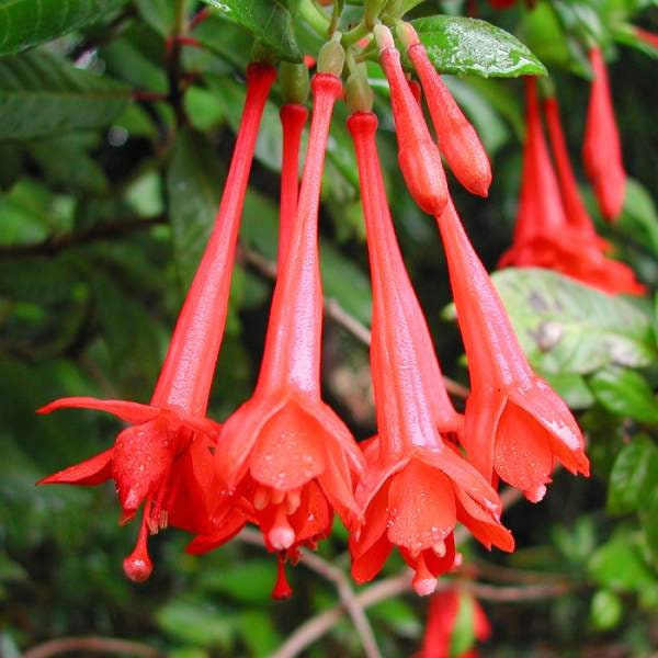 Fuchsia Gartenmeister Plant | Hummingbird Plant | Healthy Starter Ready to Plant