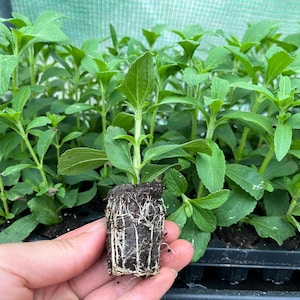 May include: A close-up of a stevia plant with roots, held in a person's hand. The plant is in a small pot and has green leaves. The plant is surrounded by other stevia plants in pots.