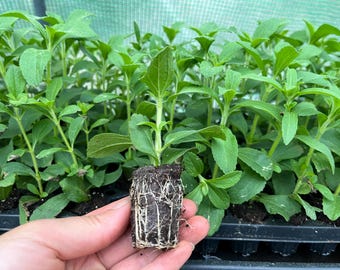 Herb Stevia Rebaudiana Live Plant, Sweet Leaf Herb, Healthy Starter Ready to Plant