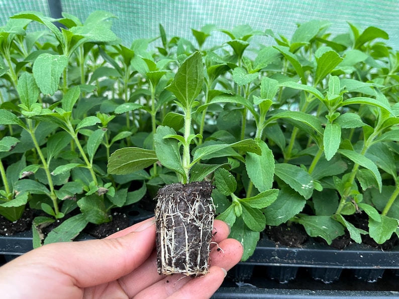 May include: A close-up of a stevia plant with roots, held in a person's hand. The plant is in a small pot and has green leaves. The plant is surrounded by other stevia plants in pots.