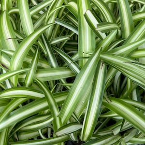May include: A close-up of a bunch of green and white striped spider plant leaves.