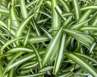 Variegated Spider Plants (Chlorophytum), Papular Houseplant Easy to Grow