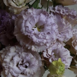 May include: A bouquet of purple and white lisianthus flowers with ruffled petals. The flowers are arranged in a cluster, with some of the petals overlapping.