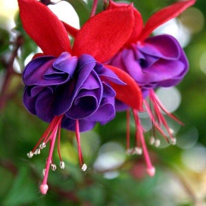 Fuchsia Voodoo Plant | Hummingbird Plant | Healthy Starter Ready to Plant | Mother's Day Gift