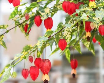 Variegated Chinese Lantern Abutilon, Rare Flowering Maple Semi-tropical Plant