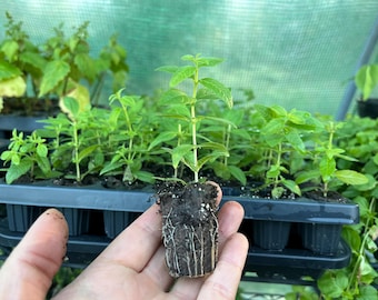 Lemon Verbena Starter Plant Live, Well-rooted Plugs Ready to Grow