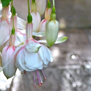 Fuchsia Annabelle White or Lady's Eardrops Plant | Hummingbird Plant | Healthy Starter Ready to Plant