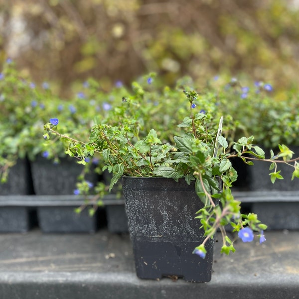 Veronica Georgia Blue Plant | Creeping Speedwell Perennial Groundcover