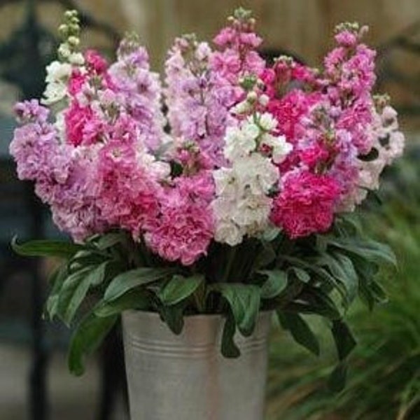 Stock Katz Flower Plant Live, Healthy Starter, Highly Fragrant Long-lasting Flower