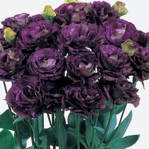 Lisianthus Plant Live, Rosanne Series | Healthy Starter Plug Ready to Plant | Long-Lasting Flower | Wedding Favor Black Pearl 1