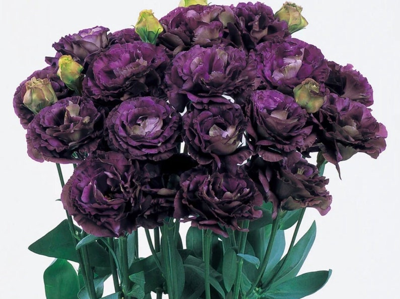 Lisianthus Plant Live, Rosanne Series | Healthy Starter Plug Ready to Plant | Long-Lasting Flower | Wedding Favor Black Pearl 1