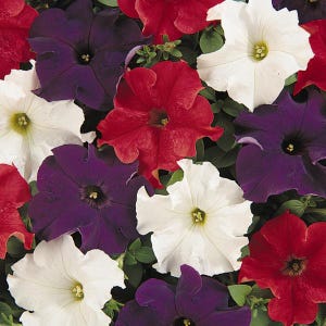 May include: A close-up of a collection of petunia flowers in full bloom. The flowers are in shades of red, white, and deep purple, with yellow centers. The petals have a ruffled texture, and the background is green foliage.