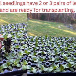 Lisianthus Plant Live, Rosanne Series | Healthy Starter Plug Ready to Plant | Long-Lasting Flower | Wedding Favor image 7