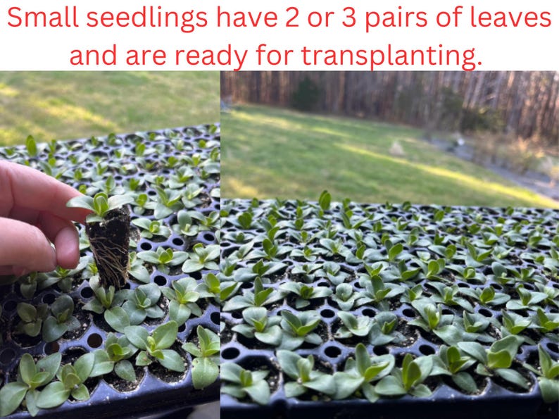 Lisianthus Plant Live, Rosanne Series | Healthy Starter Plug Ready to Plant | Long-Lasting Flower | Wedding Favor image 7