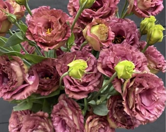 Lisianthus Plant Live, Rosanne Series | Healthy Starter Plug Ready to Plant | Long-Lasting Flower | Wedding Favor