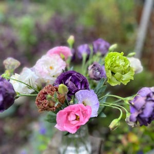 Lisianthus Plant Live, Rosanne Series | Healthy Starter Plug Ready to Plant | Long-Lasting Flower | Wedding Favor image 8