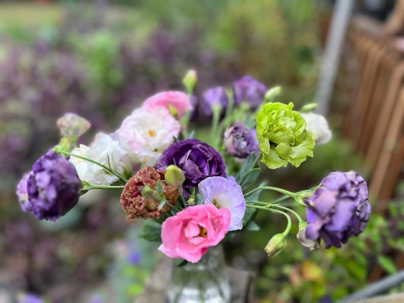 Lisianthus Plant Live, Rosanne Series | Healthy Starter Plug Ready to Plant | Long-Lasting Flower | Wedding Favor image 8