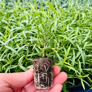 Best Selling Plants - Etsy