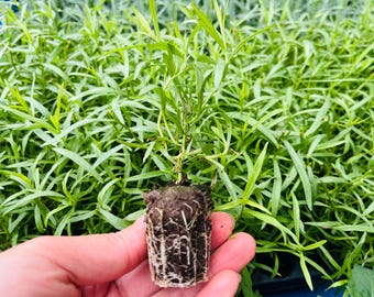 Herb French Tarragon - A Chef's Best Friend, Heathy Starter Ready to Plant