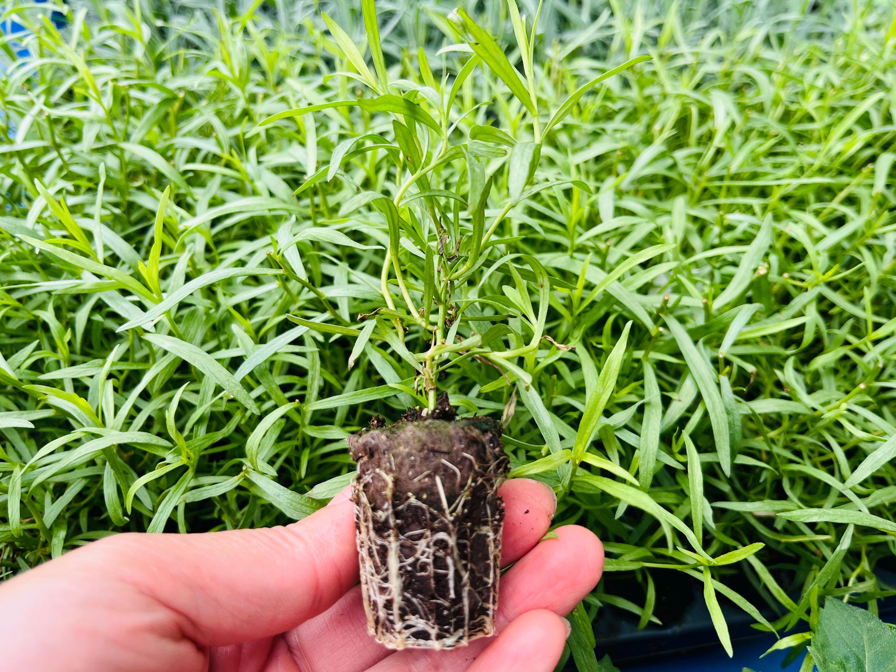 Herb French Tarragon - A Chef's Best Friend, Heathy Starter Ready