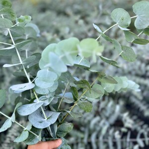 Eucalyptus Cinerea Silver Dollar Tree – Live Healthy Starter Plug – Indoor/Outdoor – Carolina Lavender