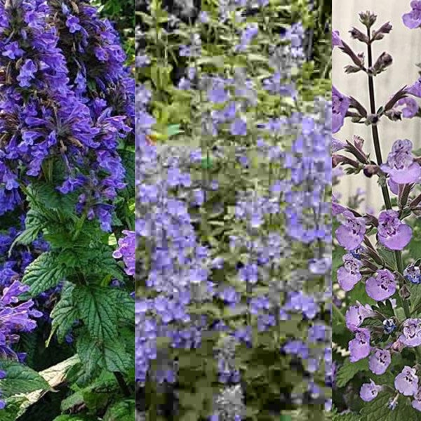 Nepeta ‘Neptune’ | Catmint Live Plant, Healthy Starter Plants for Cat Lover, Pollinator Garden & Cottage Garden