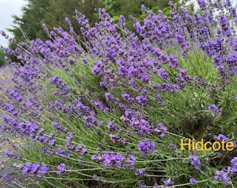 May include: A field of purple lavender flowers in bloom. The flowers are growing in rows and are in full bloom. The flowers are a vibrant purple color and the field is surrounded by green grass. The text "Hidcote" is visible in the lower right corner of the image.