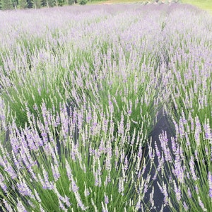 May include: A field of lavender plants in full bloom, with rows of purple flowers and green stems.