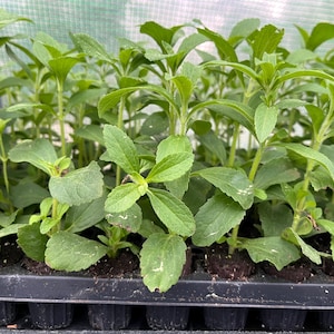May include: A close-up of a tray of young green stevia plants. The plants are growing in individual cells and have bright green leaves.