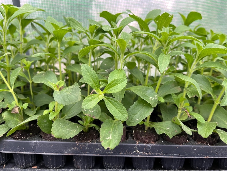 May include: A close-up of a tray of young green stevia plants. The plants are growing in individual cells and have bright green leaves.