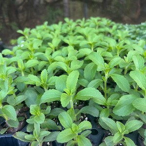 May include: A close-up view of a tray of stevia plant seedlings. The tray is black and has multiple small pots filled with soil. The seedlings are green and have several leaves. The label on the tray reads "Herb Stevia".