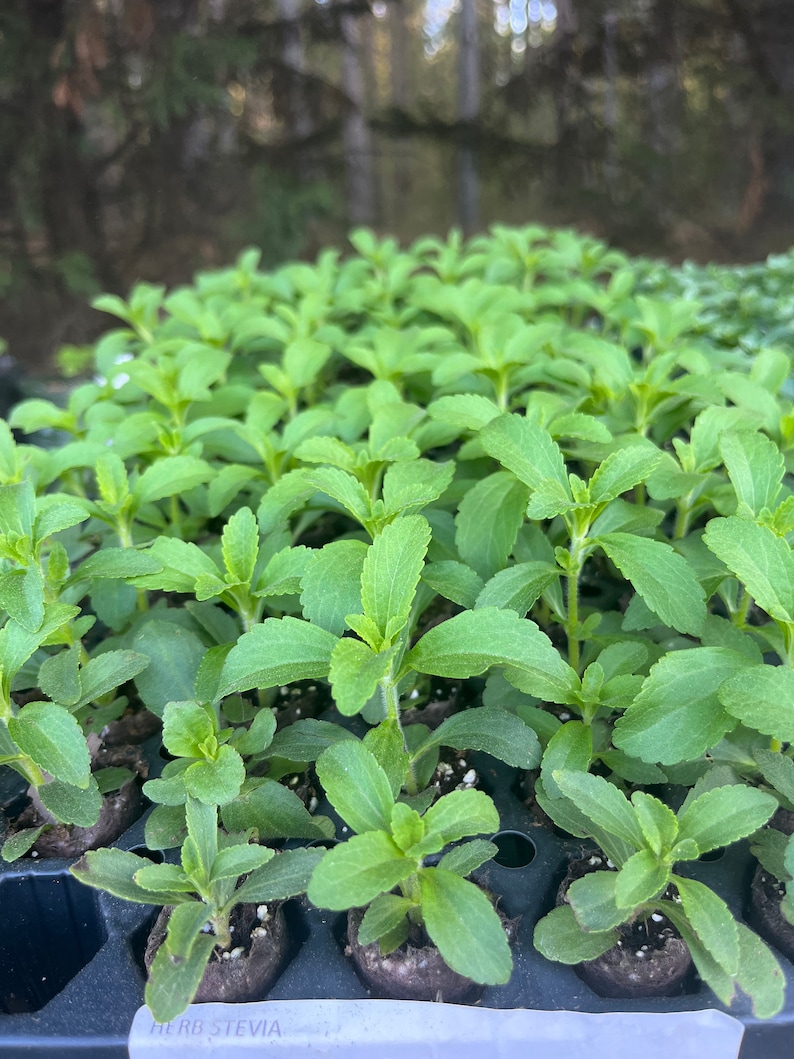May include: A close-up view of a tray of stevia plant seedlings. The tray is black and has multiple small pots filled with soil. The seedlings are green and have several leaves. The label on the tray reads "Herb Stevia".